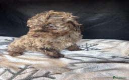 Cockapoo dogs for sale: Cockapoo puppies for sale  - Advert 9