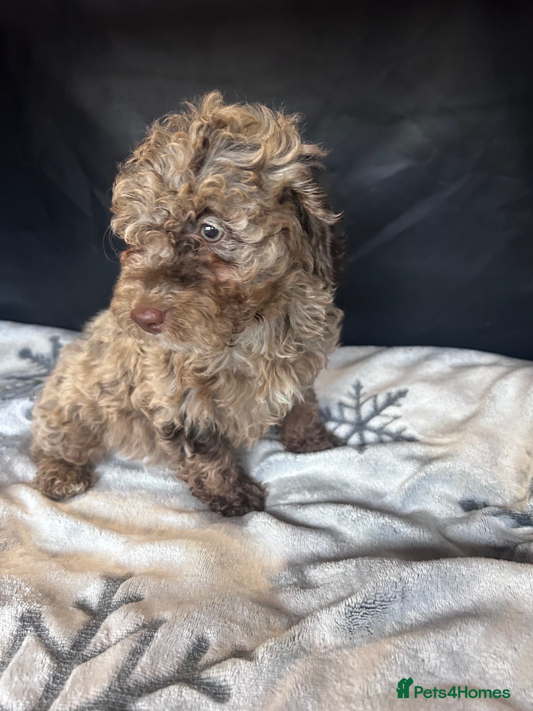 Cockapoo dogs for sale: Cockapoo puppies for sale  - Advert 9