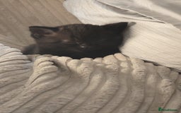 British Shorthair cats for sale: Black fluffy male kitten - Image 2