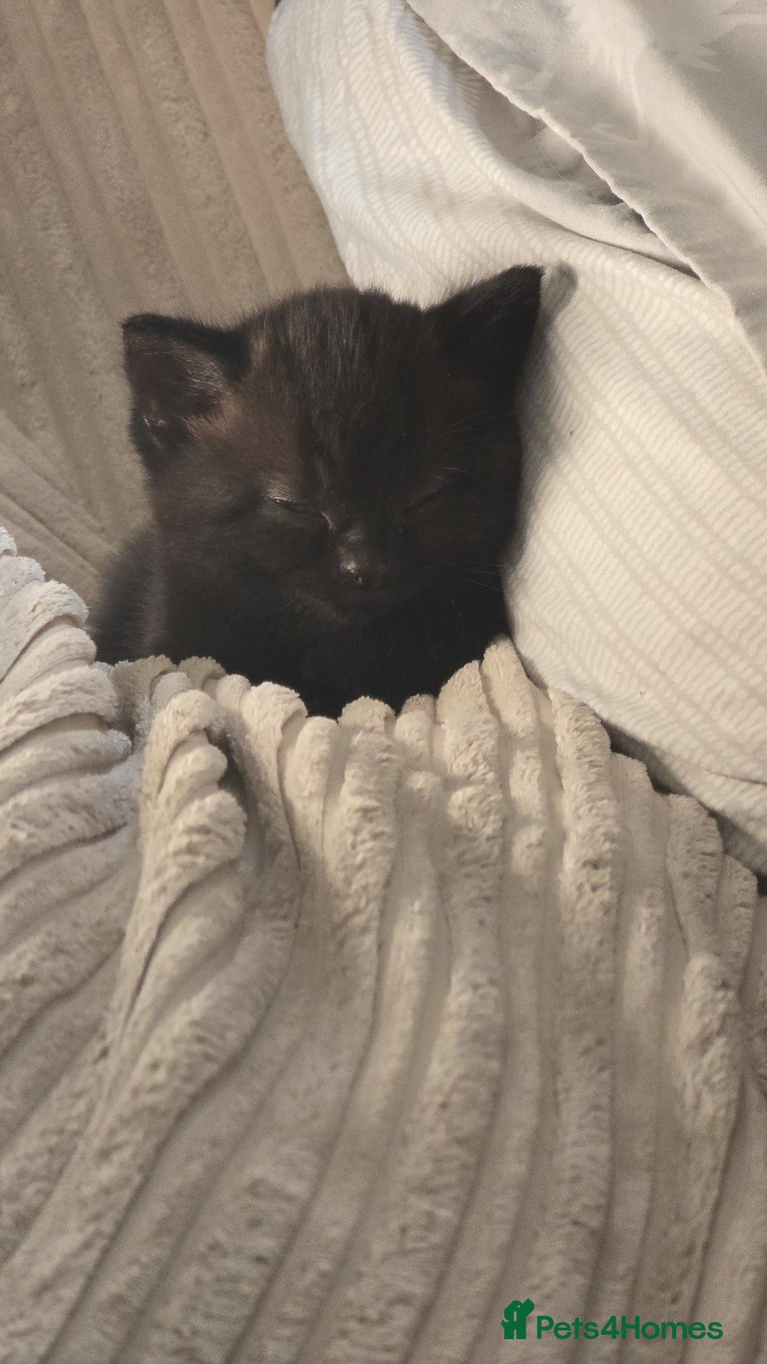British Shorthair cats for sale: Black fluffy male kitten - Image 2