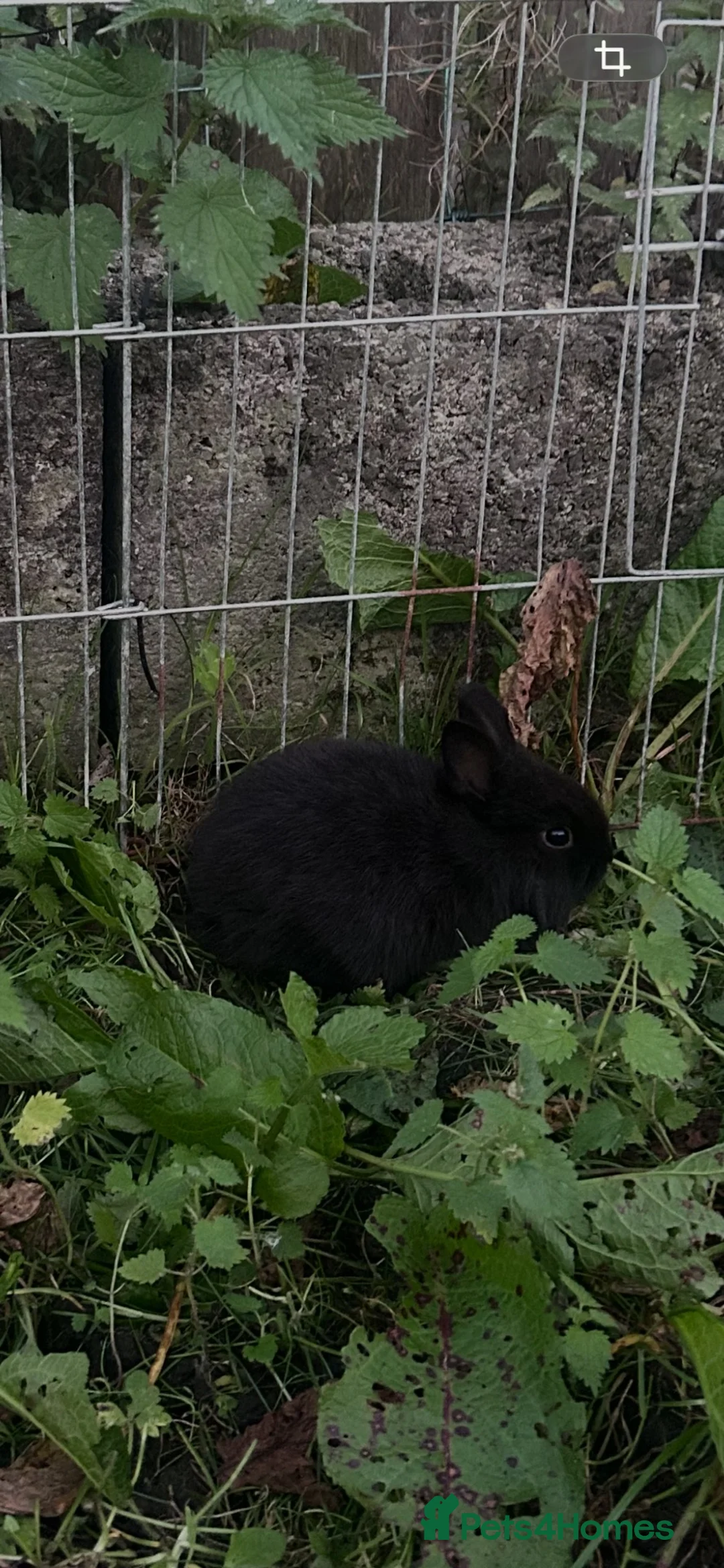 Mixed Breed rabbits for sale: Lionhead x Netherland dwarf baby girls.  - Advert 6