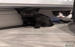 Mixed Breed cats for sale: Two boy kittens for sale - Image 5