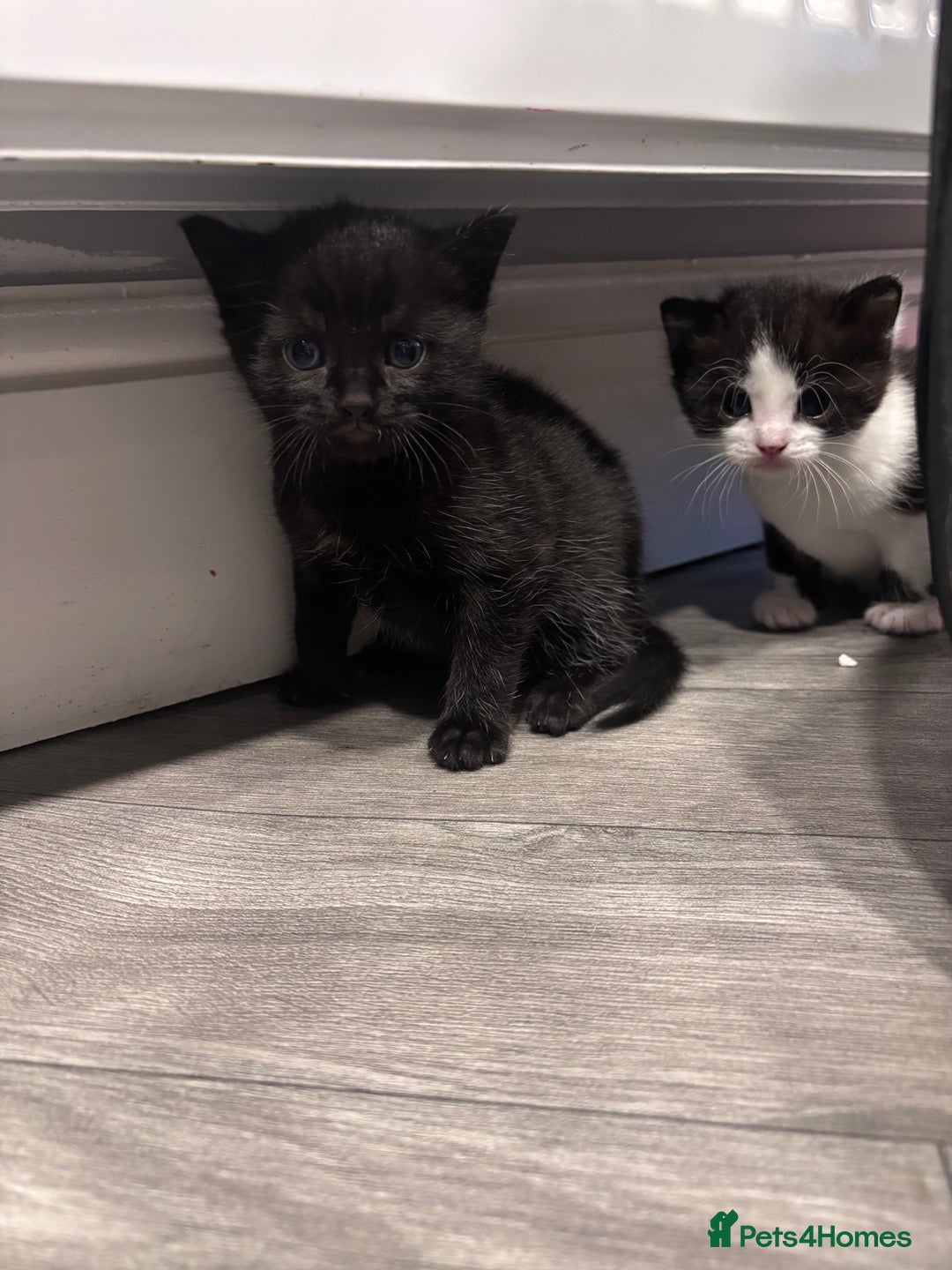Mixed Breed cats for sale: Two boy kittens for sale - Image 5