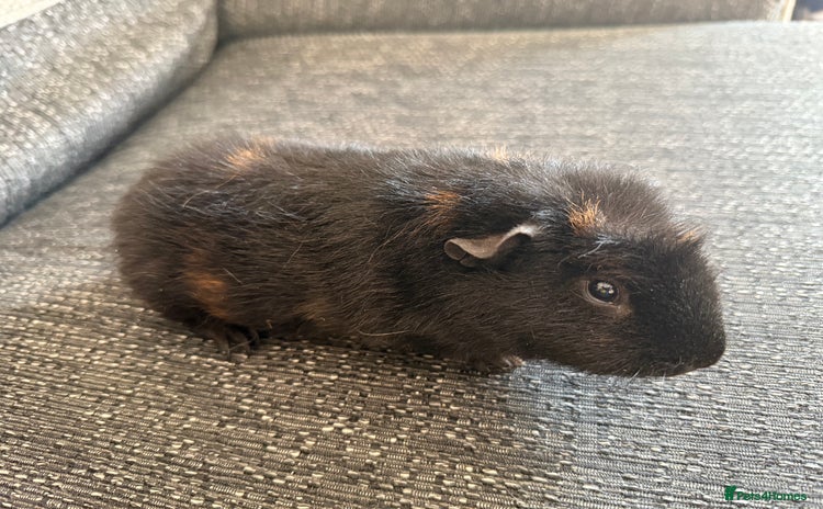 Guinea Pig rodents - Advert 16