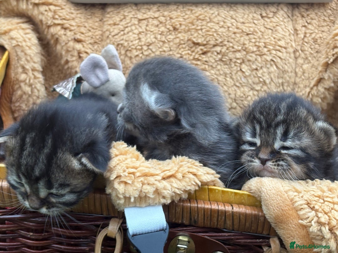 Maine Coon cats for sale: Maincoon cross kittens  - Image 4