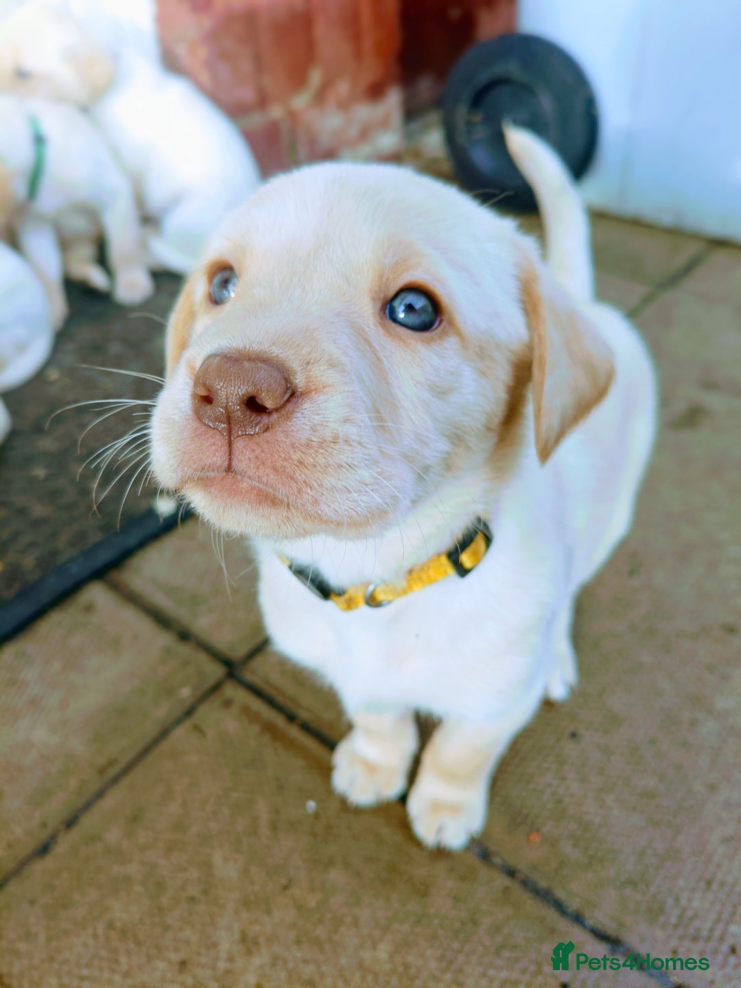 Labrador Retriever dogs for sale: Quality KC reg labs (Rare blue eyes!) - Advert 22