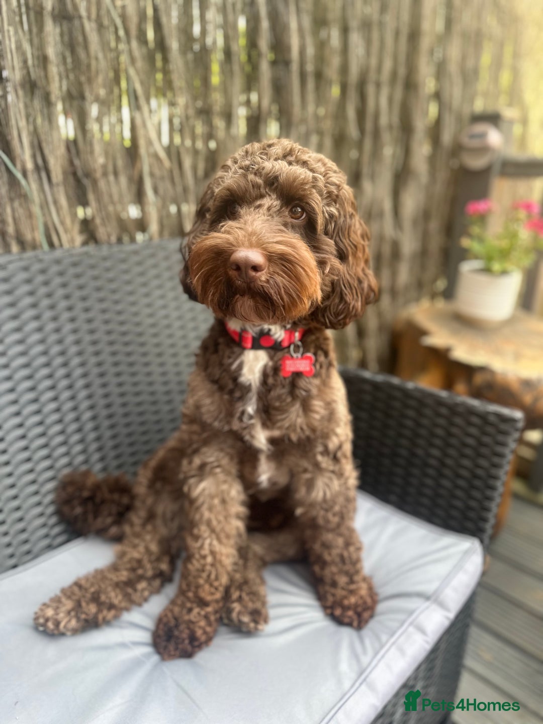 Cockapoo dogs for stud: Coco - Proven Chocolate F1B Cockapoo for Stud - Advert 5