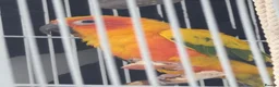 Conures birds for sale: Sun Conure Rehoming!  - Advert 5