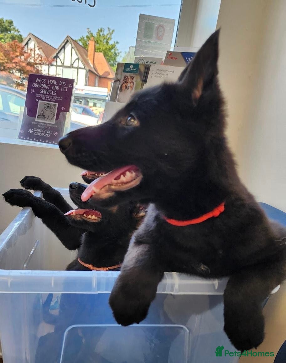 Belgian Shepherd Dog dogs Belgium Malinois × Czech Shepherd Puppies - Advert 2