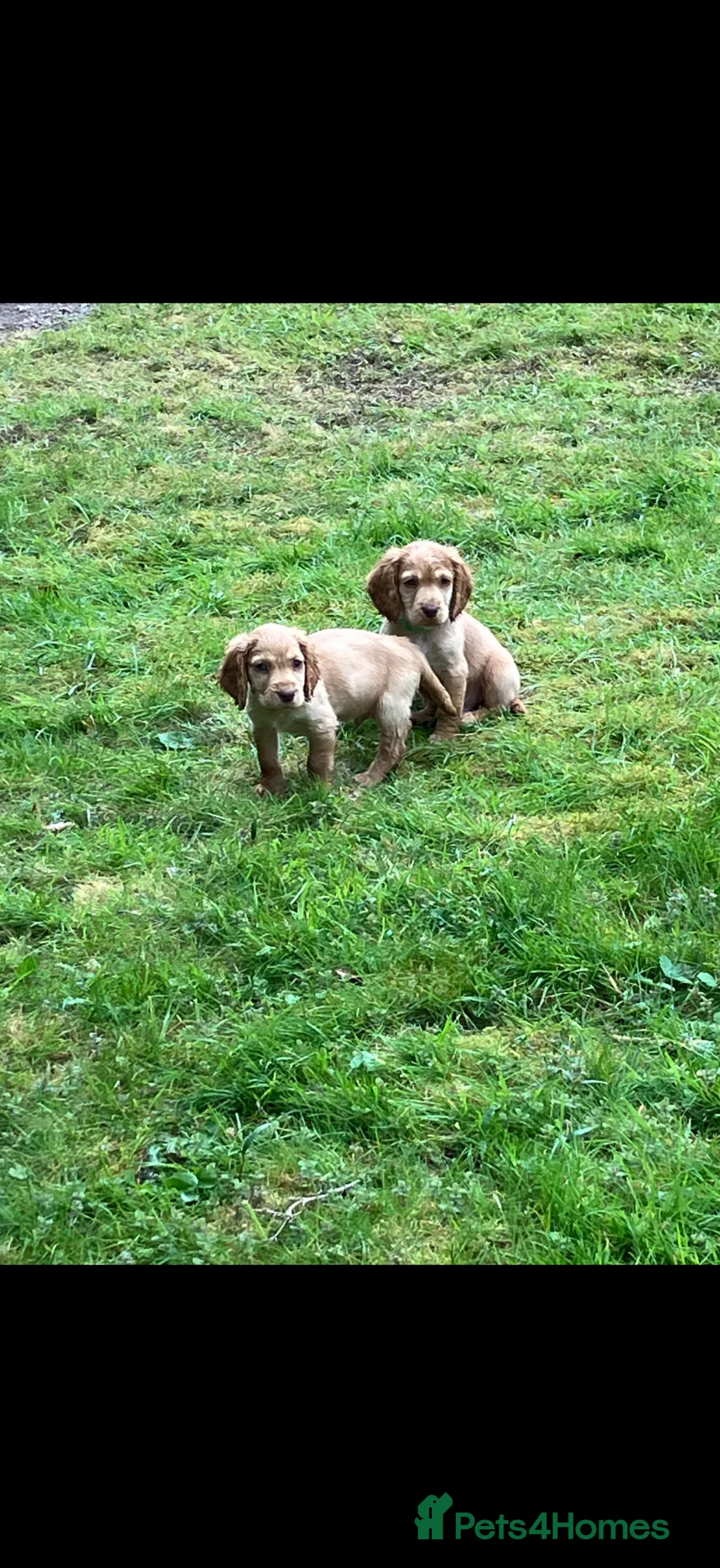 Cocker Spaniel dogs for sale: 2 BOYS LEFT Lemon And Red Cocker Spaniel Pups in Poole - Advert 2