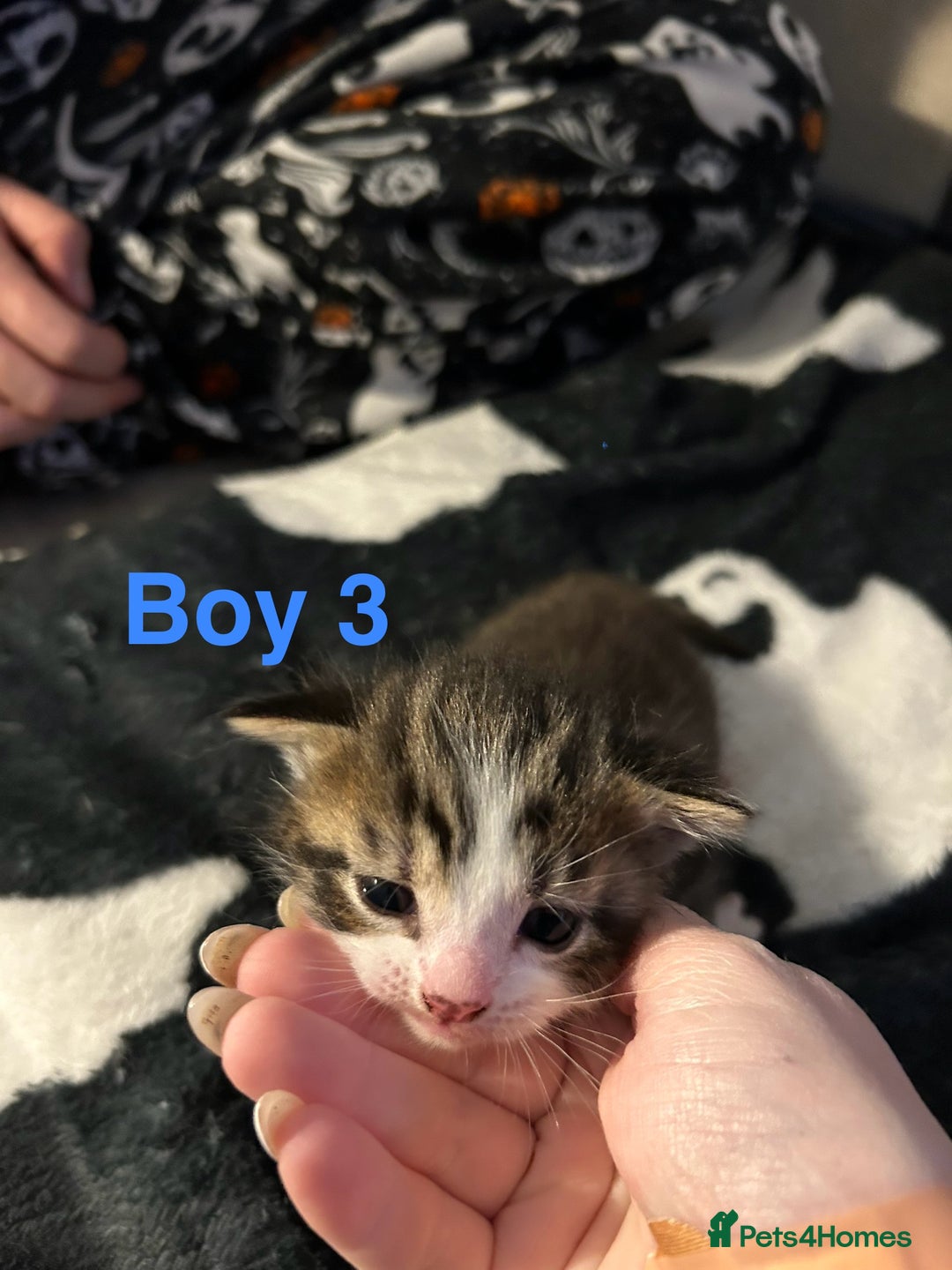 Mixed Breed cats for sale: 5 gorgeous kittens - Image 12