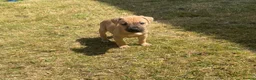 Staffordshire Bull Terrier dogs for sale: Gorgeous Staffordshire bullterrier pups - Advert 7