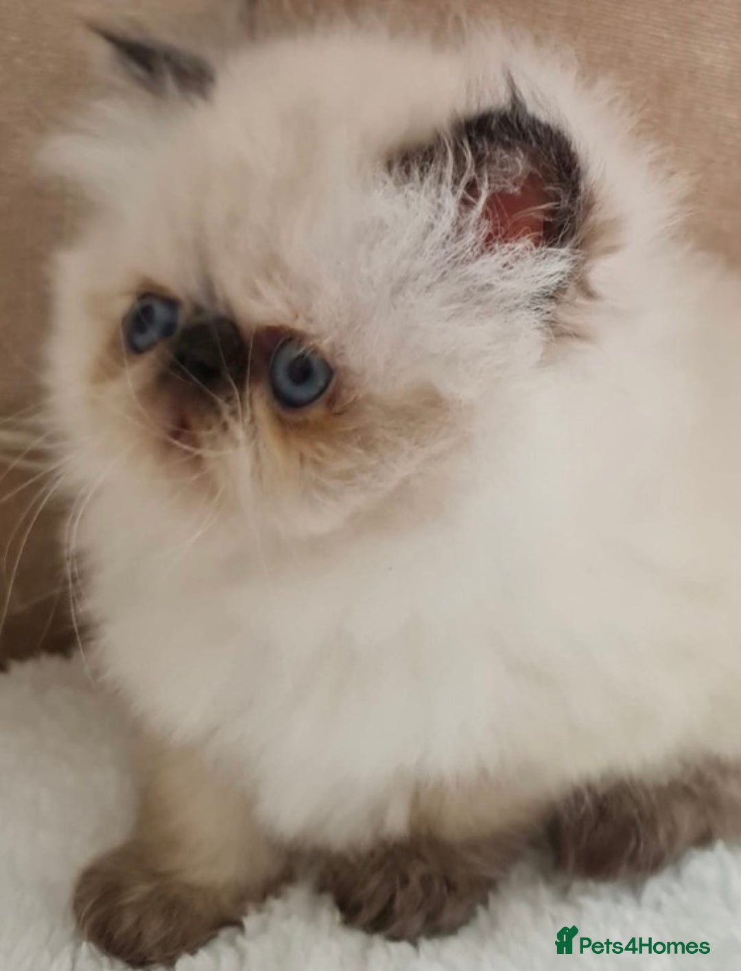 Napoleon cats for sale: Breeding Rights Napoleon Minuet Persian Munchkins  - Image 22