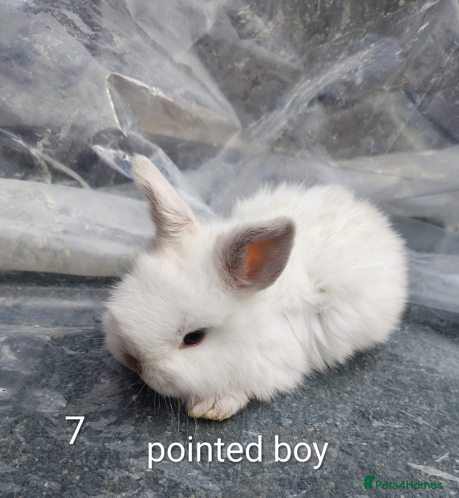 Mini Lop rabbits Mini lop babies - Advert 23