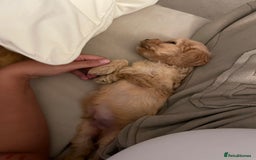 Cockapoo dogs for sale: 11 week old Cockapoo puppy  - Image 3