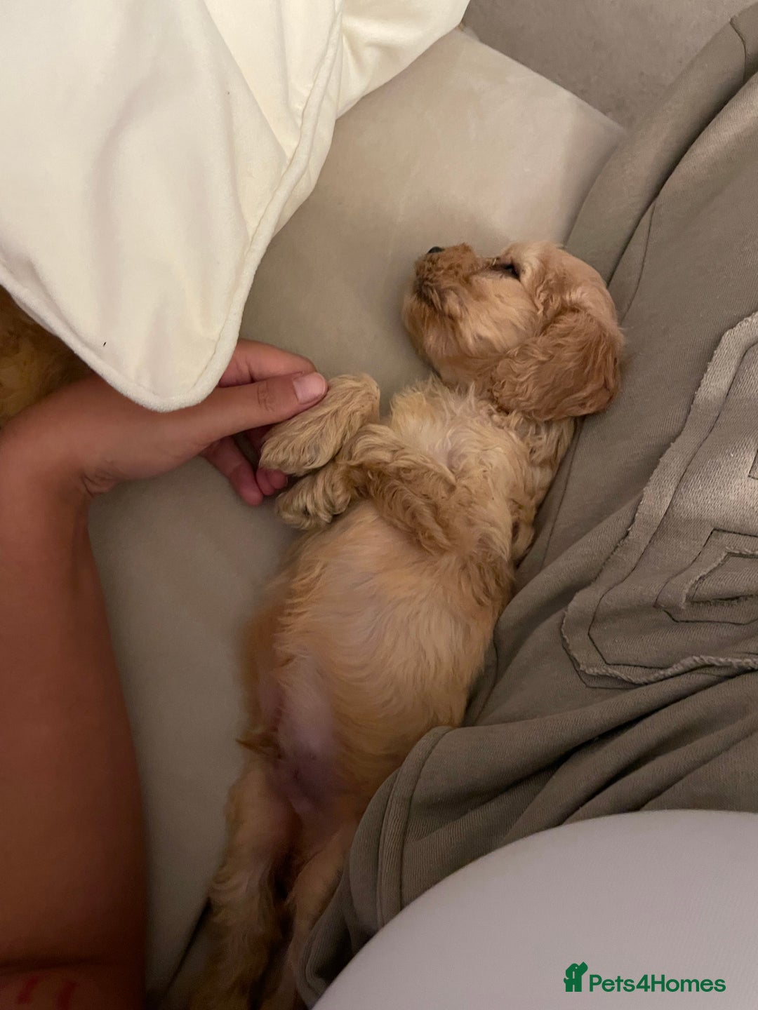 Cockapoo dogs for sale: 11 week old Cockapoo puppy  - Image 3