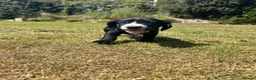 Sprocker dogs for sale: Sprocker/sprockador in Barnstaple - Advert 16