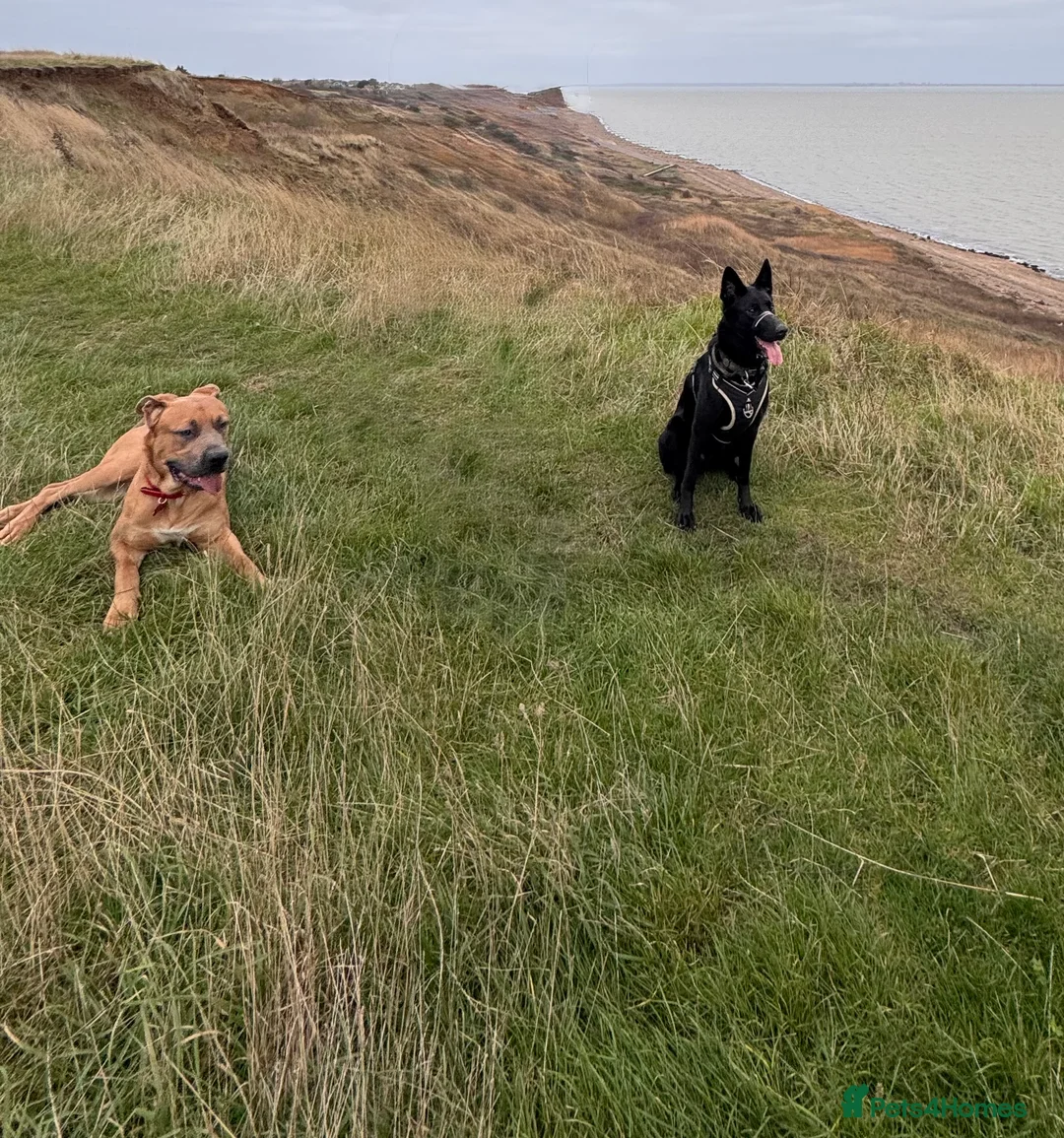 German Shepherd dogs for sale: Female Working line Short haired GSD - Advert 4