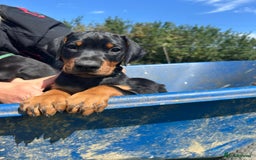 Dobermann dogs for sale: Proper Chunky Euro doberman pups 💕 - Image 4