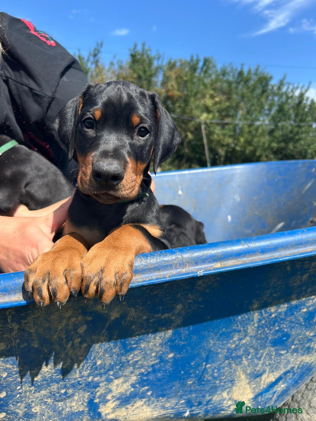 Dobermann dogs for sale: Proper Chunky Euro doberman pups 💕 - Image 4