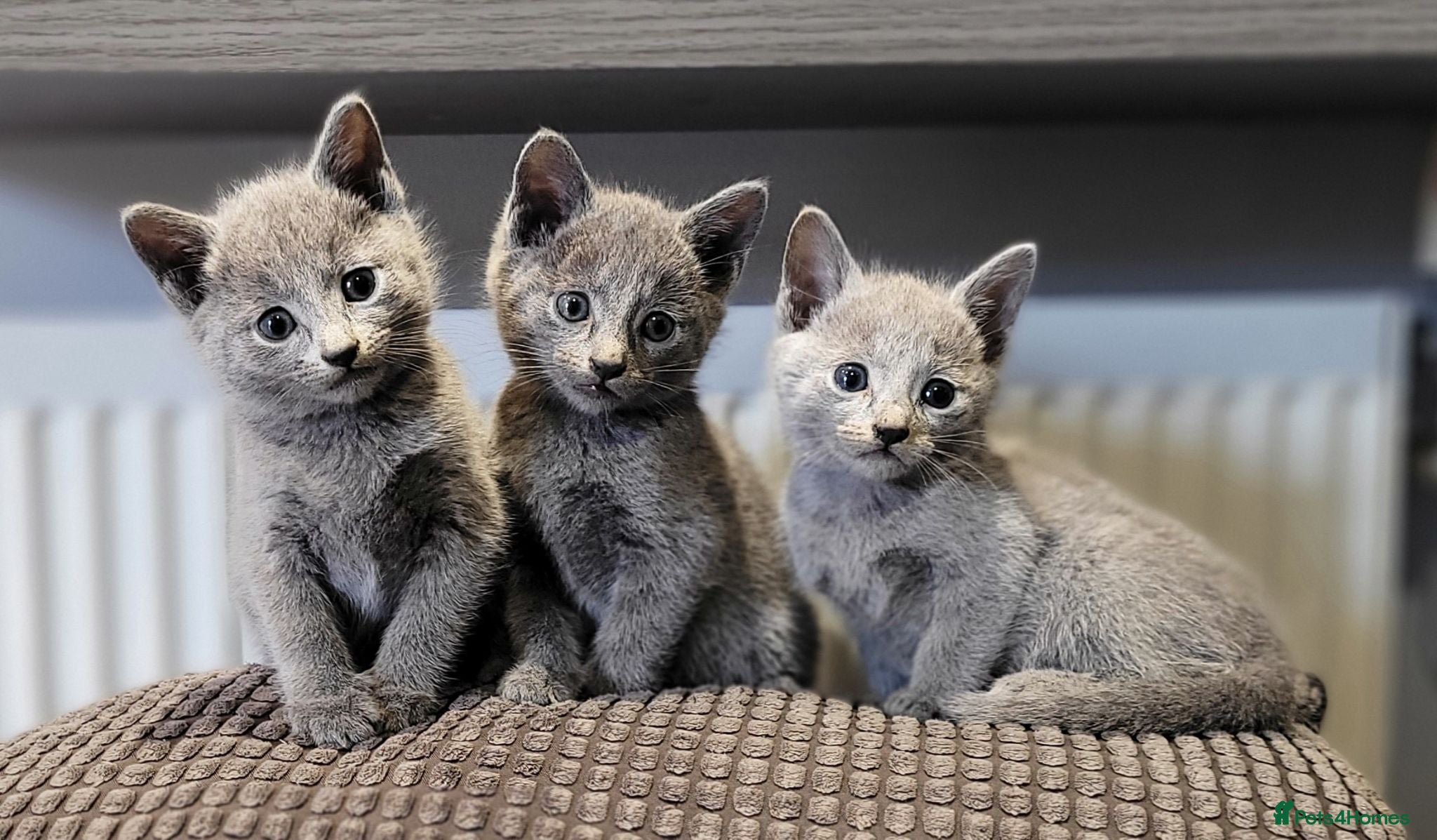 Russian Blue cats Pure Russian Blue kittens for sale 💙  - Advert 2