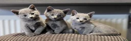Russian Blue cats for sale: Pure Russian Blue kittens for sale 💙  - Advert 2