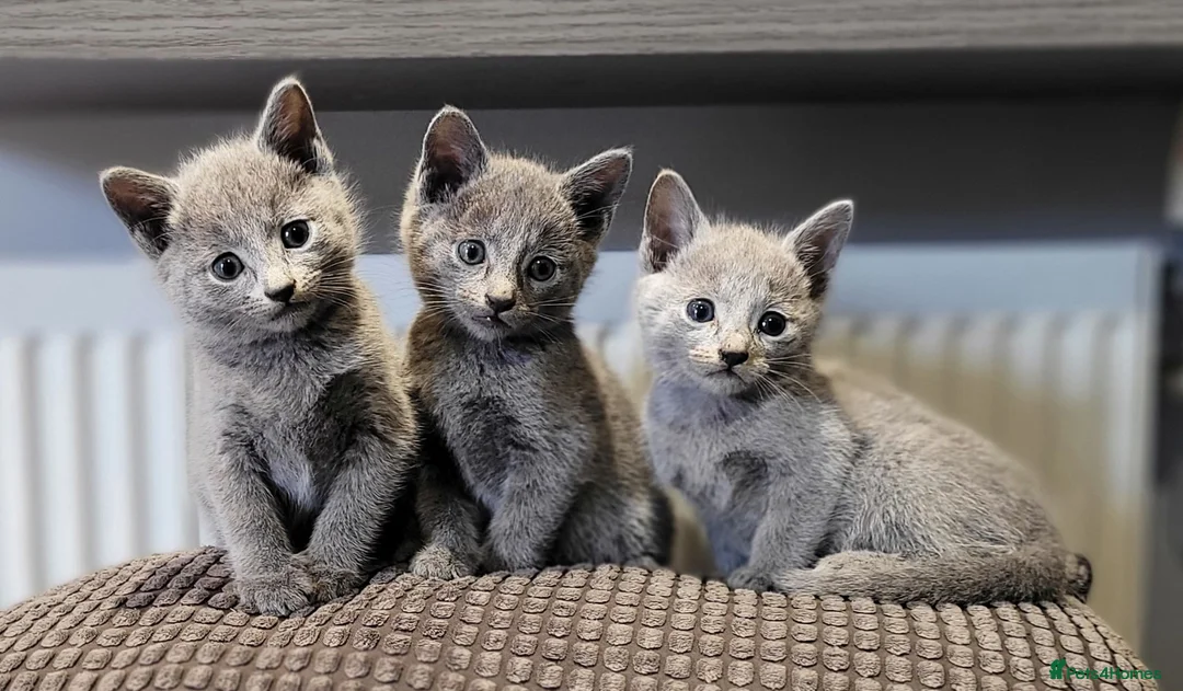 Russian Blue cats for sale: Pure Russian Blue kittens for sale 💙  - Advert 2