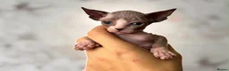 Sphynx cats for sale: Canadian sphynx kittens  - Advert 34