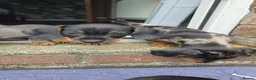 Miniature Dachshund dogs for sale: Miniature Dachshund puppies  - Advert 7