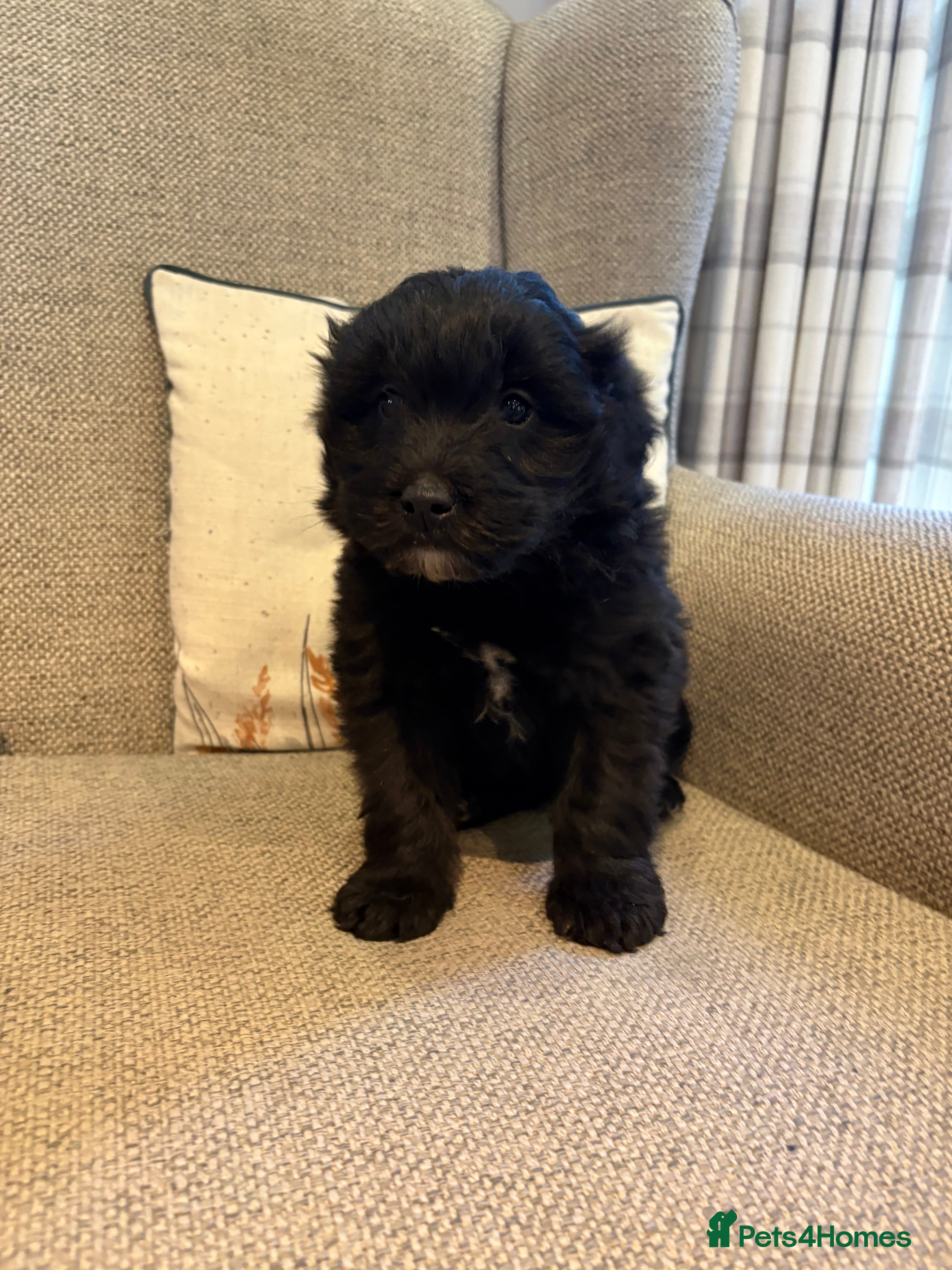 Bordoodle dogs Borderdoodle Puppies - Advert 3