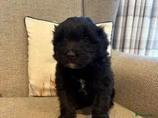 Bordoodle dogs Borderdoodle Puppies - Advert 3