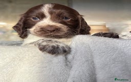 Sprocker dogs for sale: unbelievably marked sprockers 😍 - Image 17