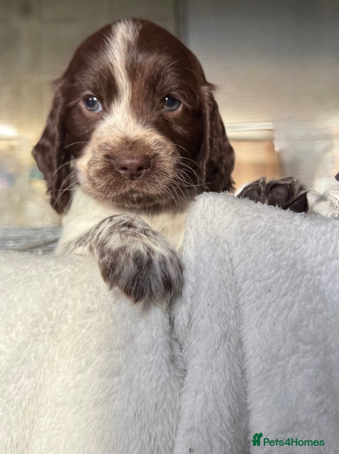 Sprocker dogs for sale: unbelievably marked sprockers 😍 - Image 17