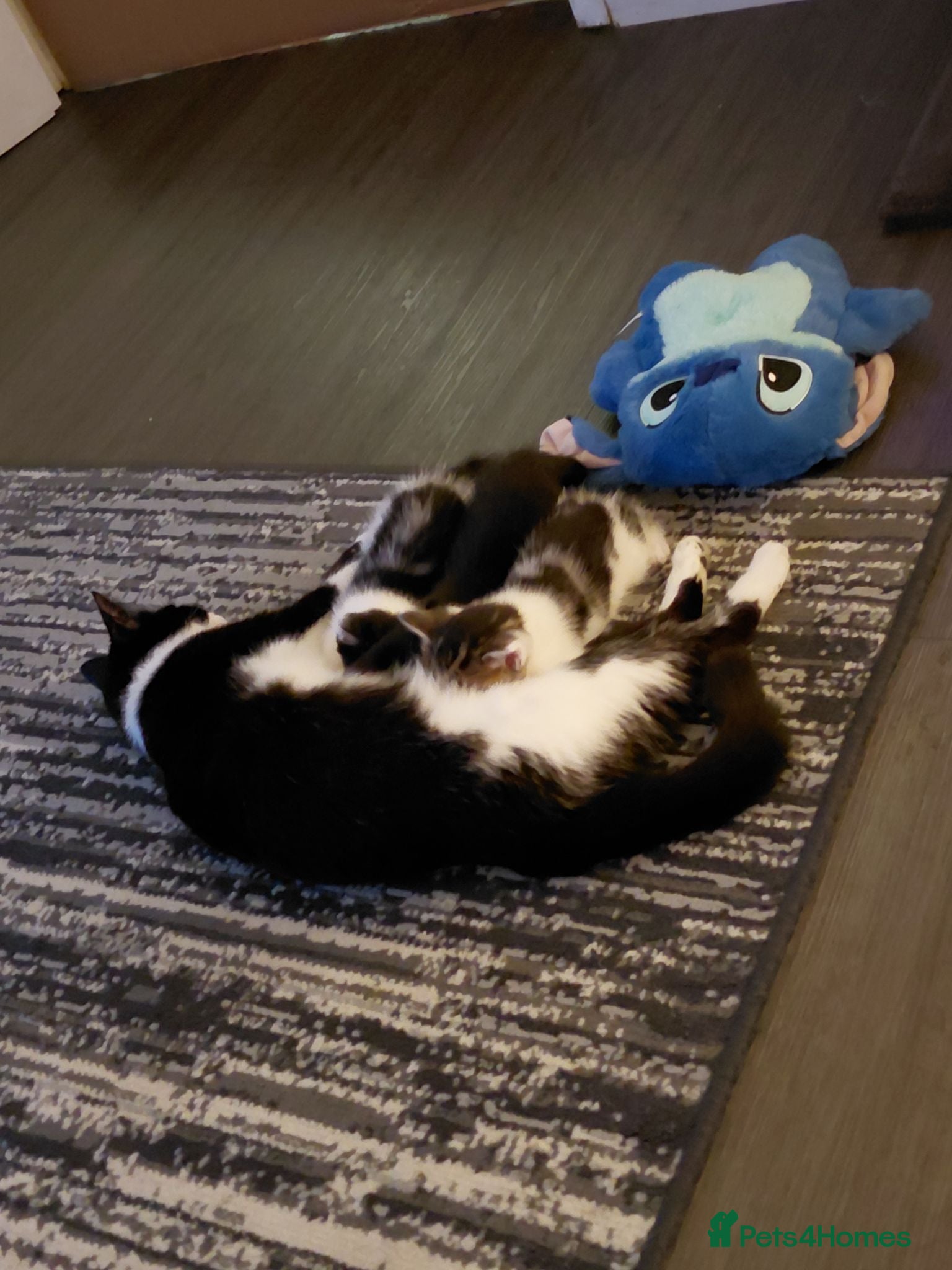 Mixed Breed cats 2 lovely sweet boys for sale. - Advert 1