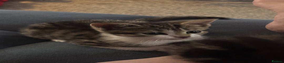 Domestic Shorthair Kitten 2