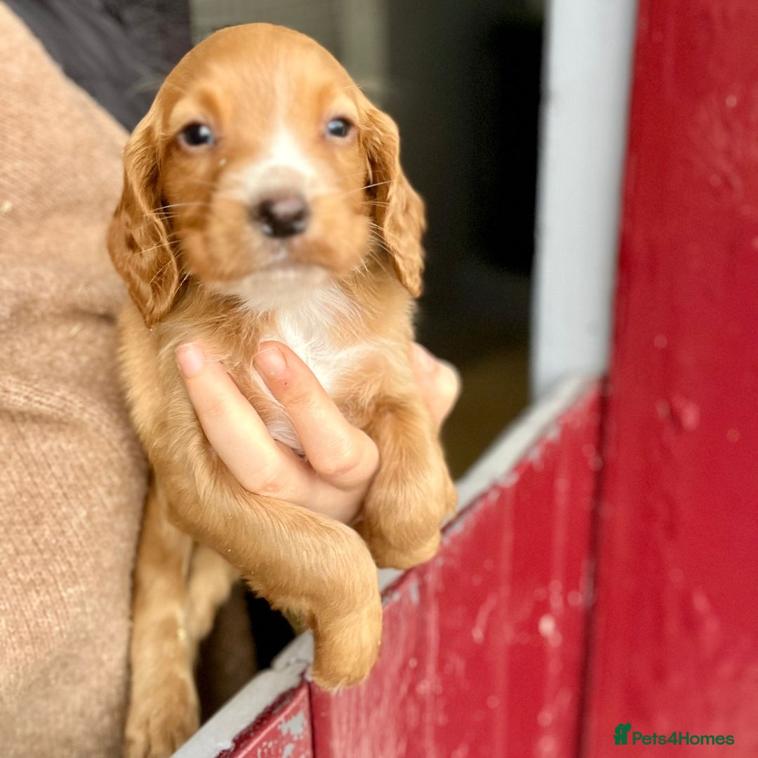 Cocker Spaniel dogs for sale: Working cocker spaniel puppies  - Advert 5
