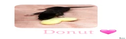 Rat rodents for sale: Baby Dumbo Rats  - Advert 21