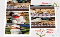 Australian Labradoodle dogs for sale: Mini Australian labradoodles, DNA health tested. - Image 12