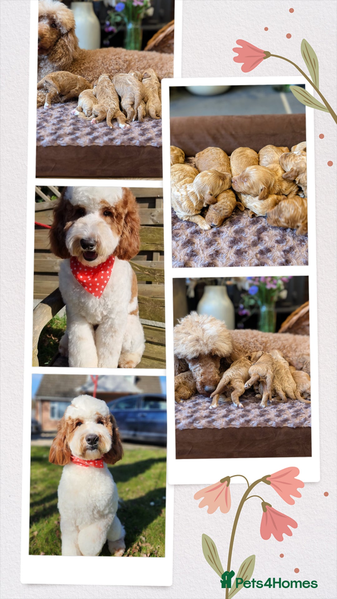 Australian Labradoodle dogs for sale: Mini Australian labradoodles, DNA health tested. - Image 12