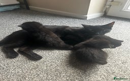 British Shorthair cats for sale: Three black kittens for sale  - Image 12