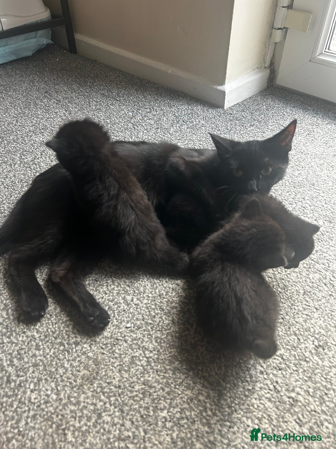 British Shorthair cats for sale: Three black kittens for sale  - Image 12