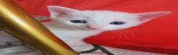 European cats for sale: Adorable Kittens - Advert 5