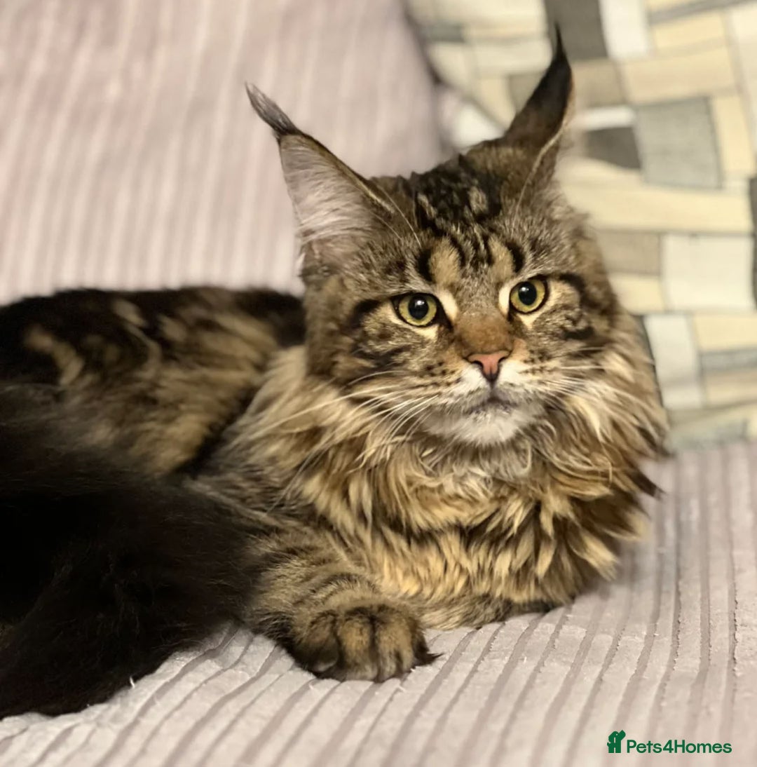 Maine Coon cats for sale: Pedigree Maine coon kitten  - Advert 6