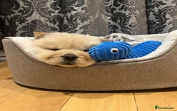 Chow Chow dogs for stud: outstanding chow chow stud in Wednesbury - Image 18