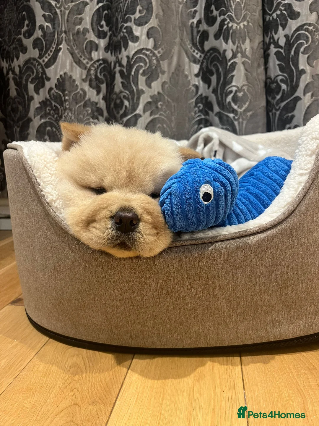 Chow Chow dogs for stud: outstanding chow chow stud in Wednesbury - Advert 18