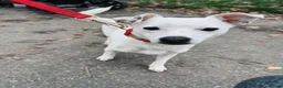 Mixed Breed dogs for sale: French Bull Jack Puppies - Advert 2