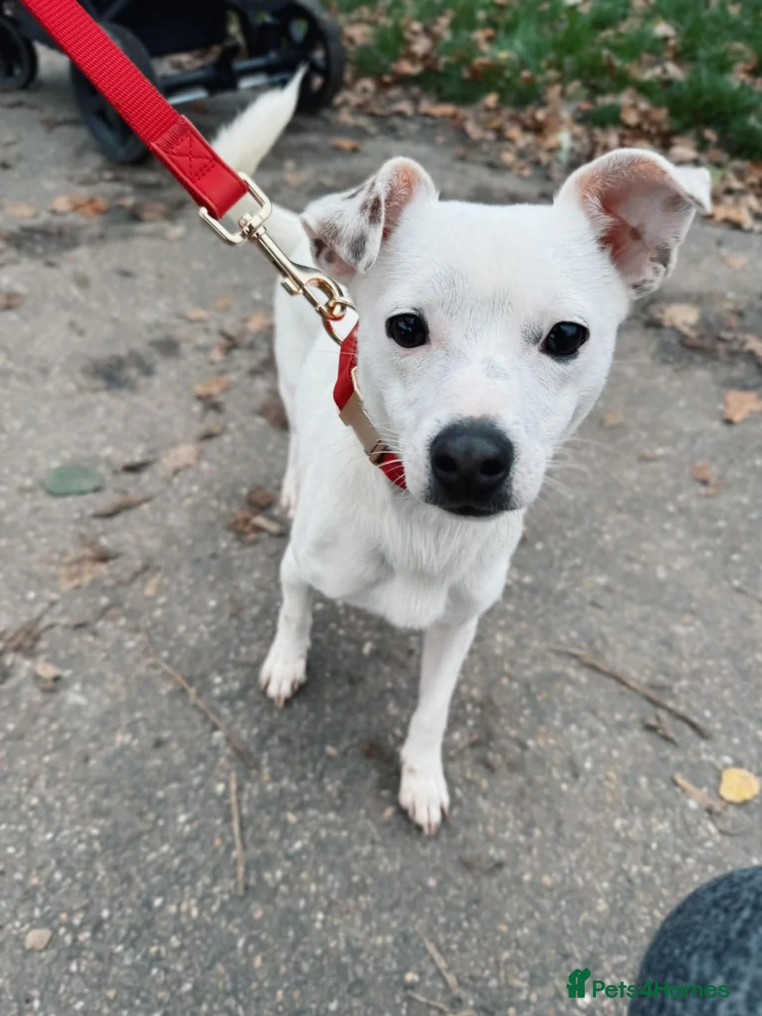 Mixed Breed dogs for sale: French Bull Jack Puppies - Advert 2