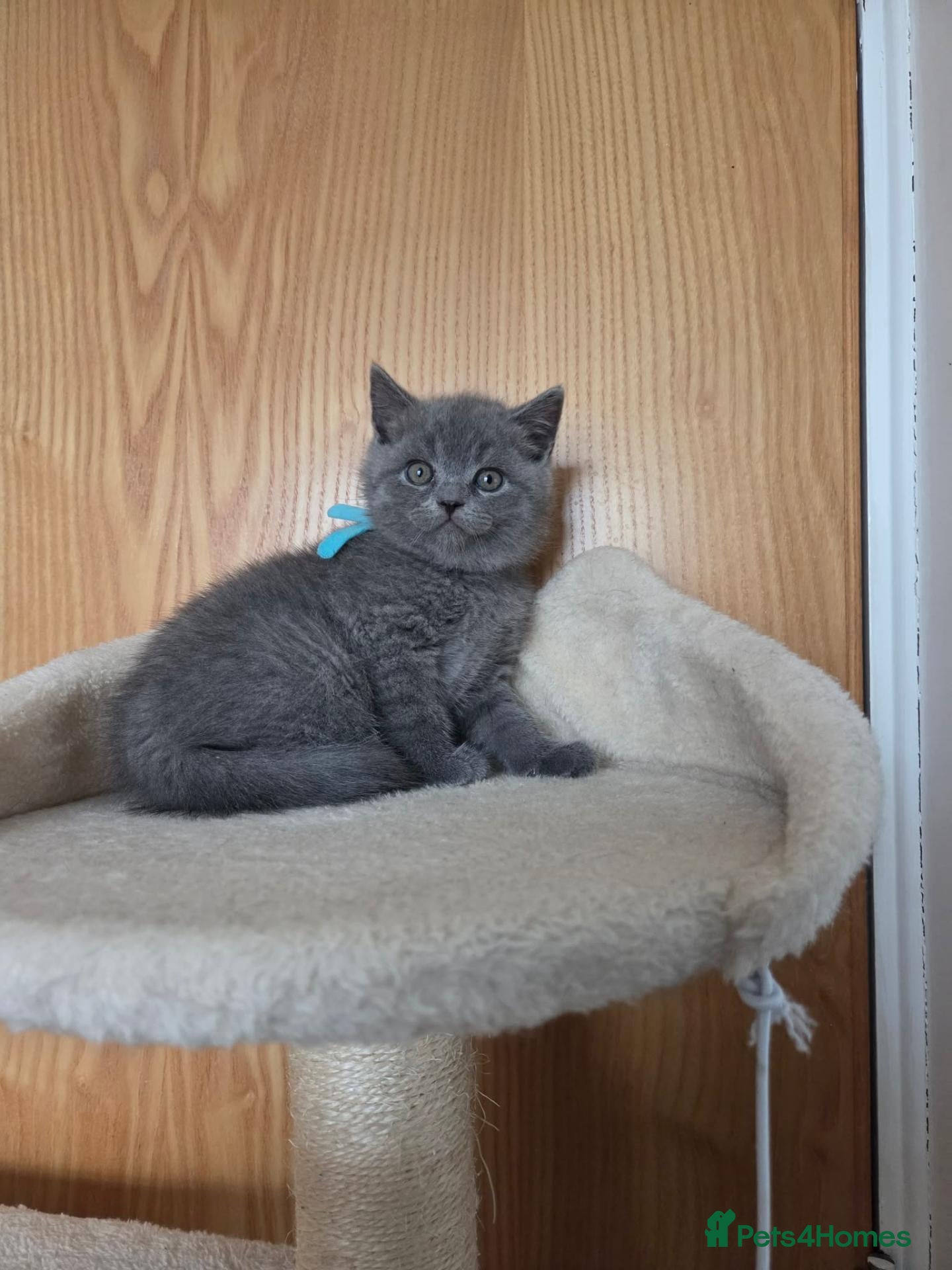 British Shorthair cats Beautiful British Shorthair - Advert 11