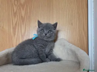 British Shorthair cats Beautiful British Shorthair - Advert 11