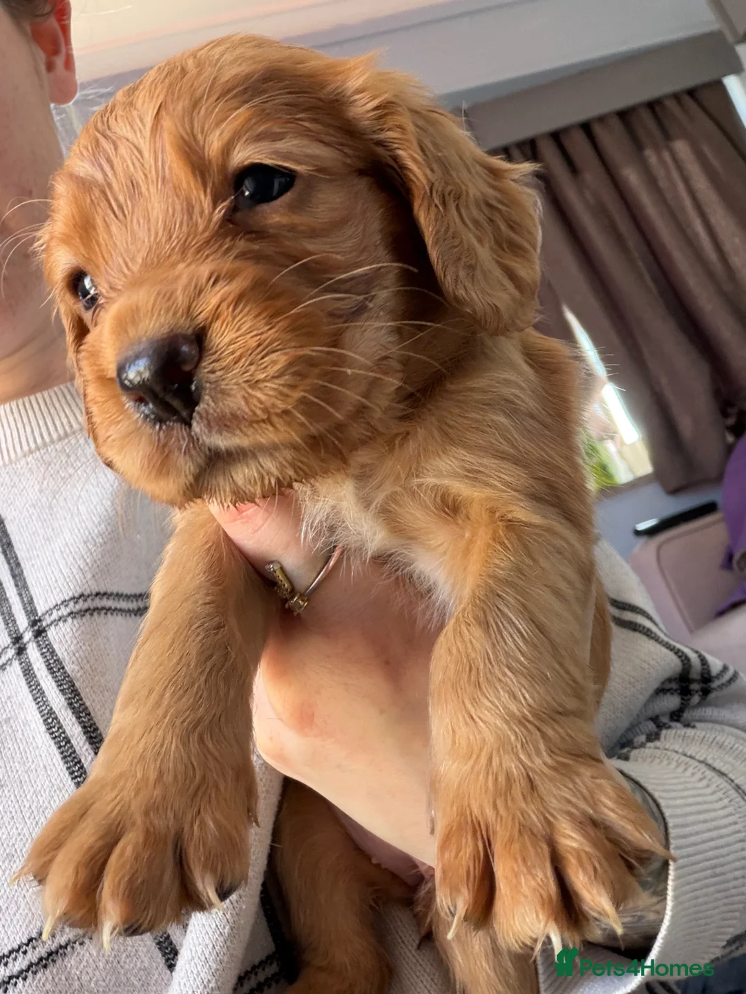 Cocker Spaniel dogs for sale: 5 working cocker spaniels KC reg in Taunton - Advert 1
